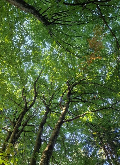 cime alberi