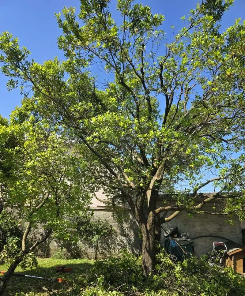 potatura albero