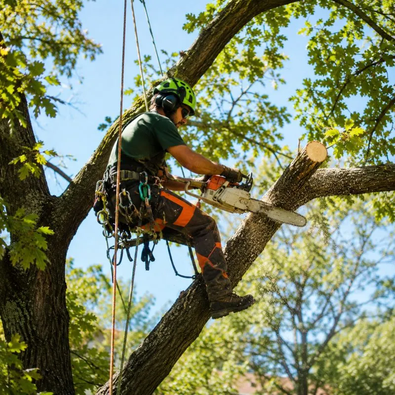 Giardinieri a Udine: abbattimento alberi Operatore all'opera mentre taglia un ramo