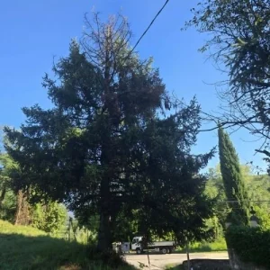 abbattimento pino