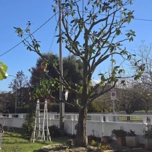 potatura albero